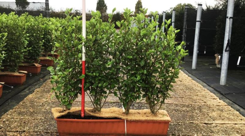 Instant Hedge Griselinia littoralis in trough (100cm long x 70 - 90 cm high x 20 cm deep)